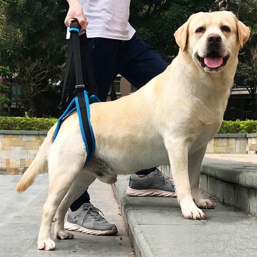 Assisted Walks